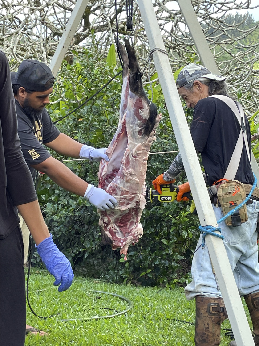 Doug preparing the wild pig for butchery,2024