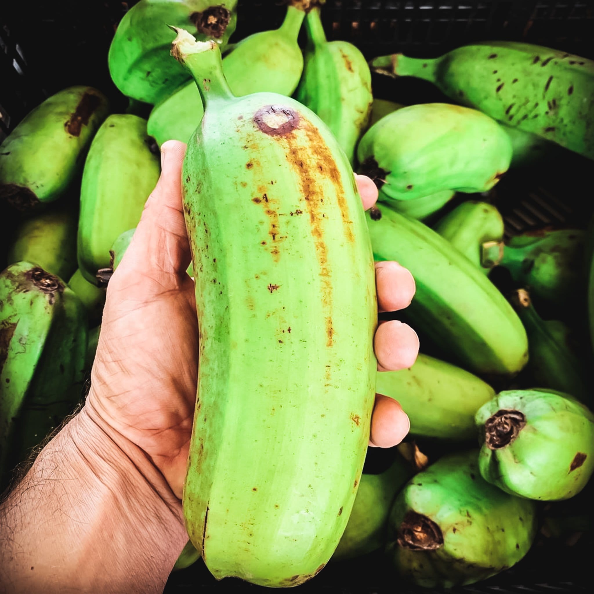 Hua Moa Banana