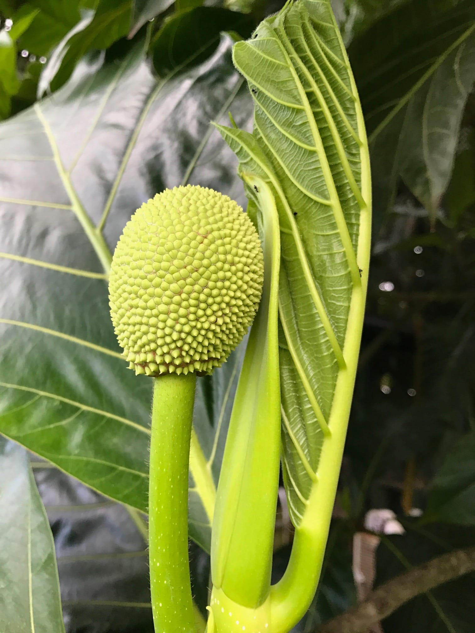 Diverse breadfruit cultivars conserved at the National Tropical Botanical Garden