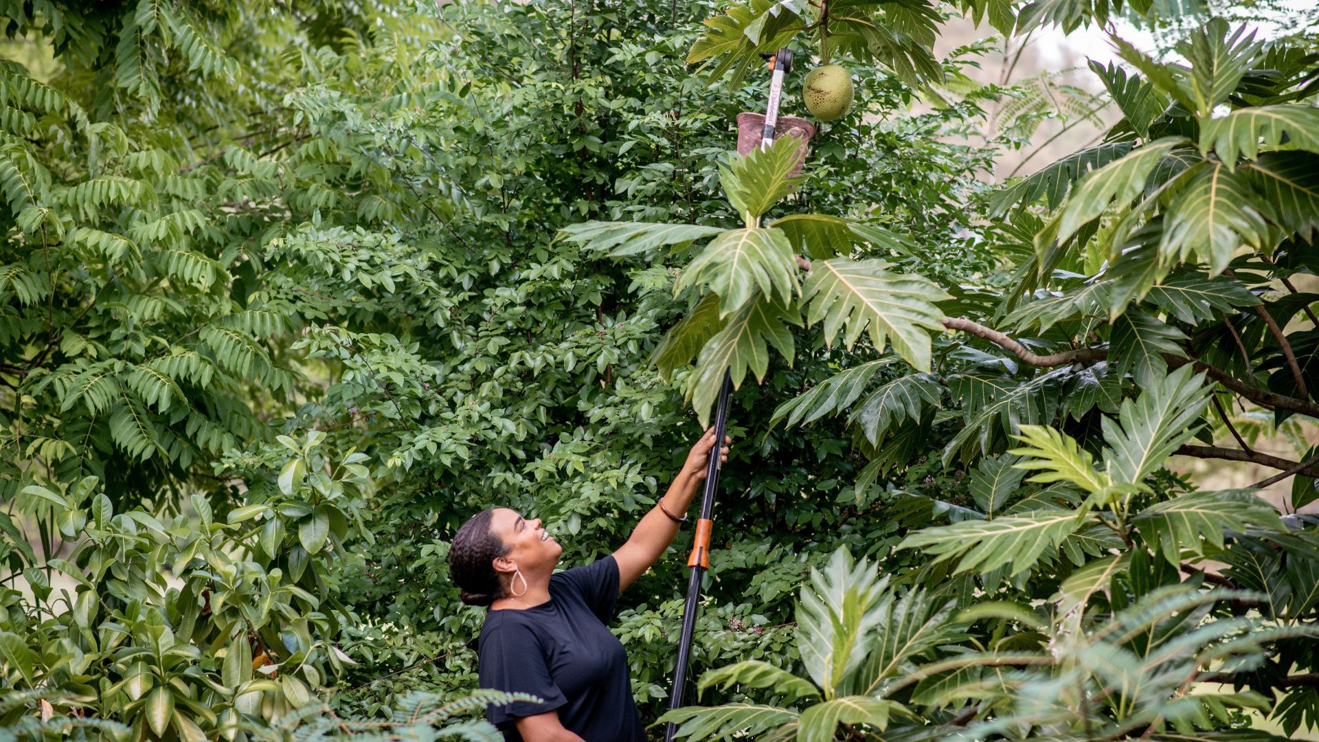Farmer harvesting mature breadfruit from the tree