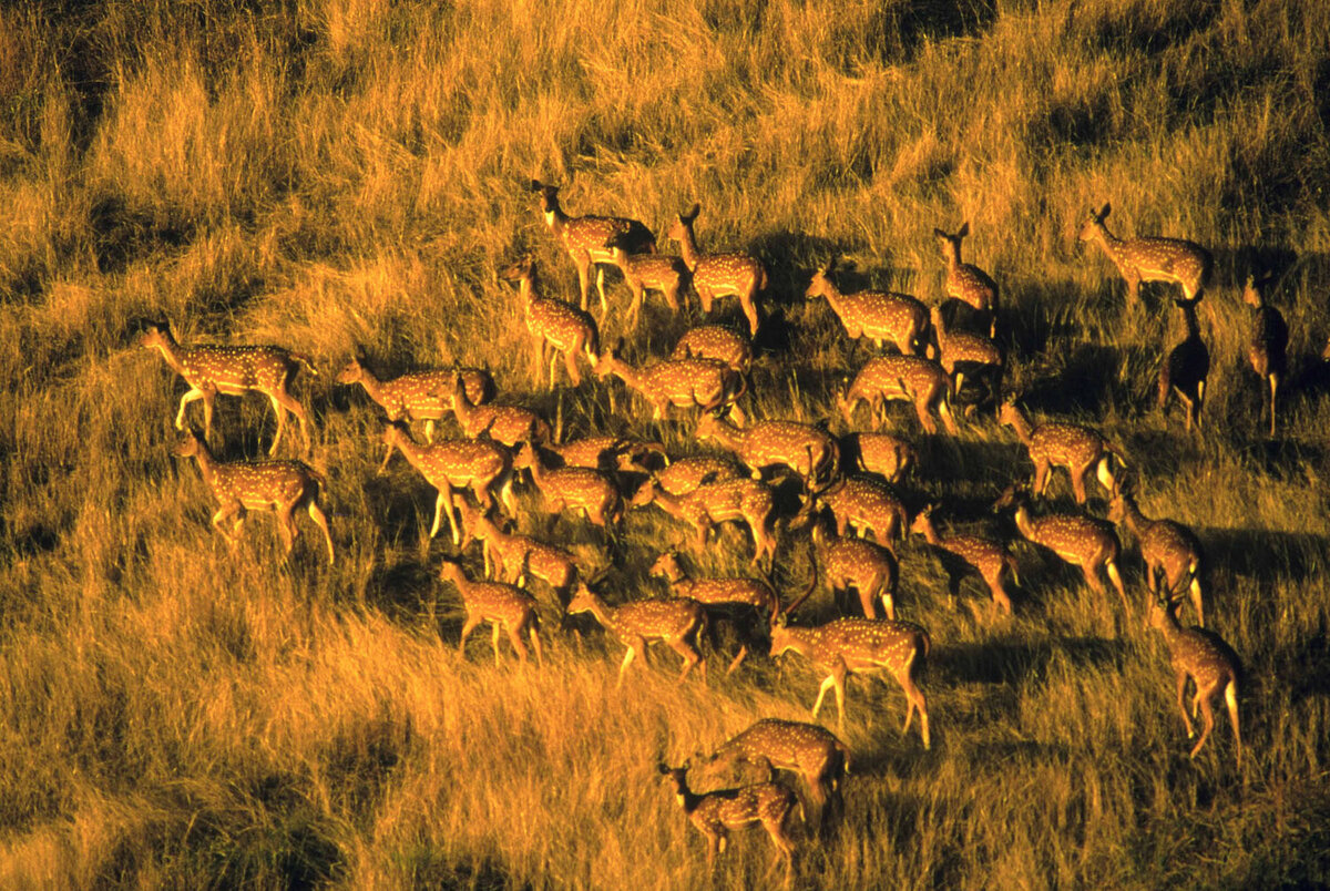 Axis deer in a Hawaiian forest