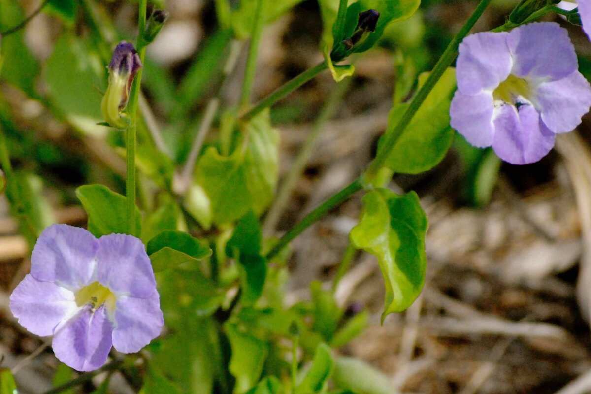 Chinese violet invasive plant