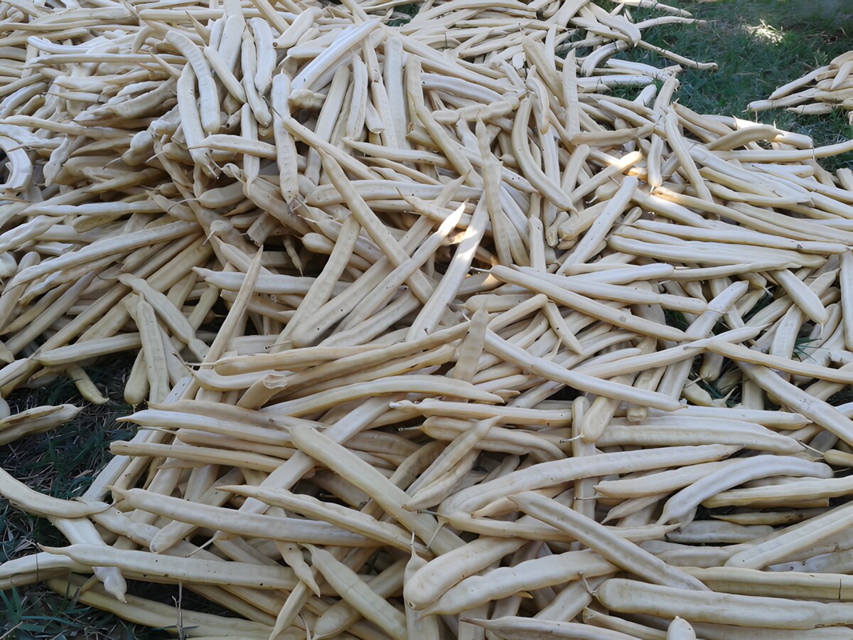 Kiawe pods and kiawe flour
