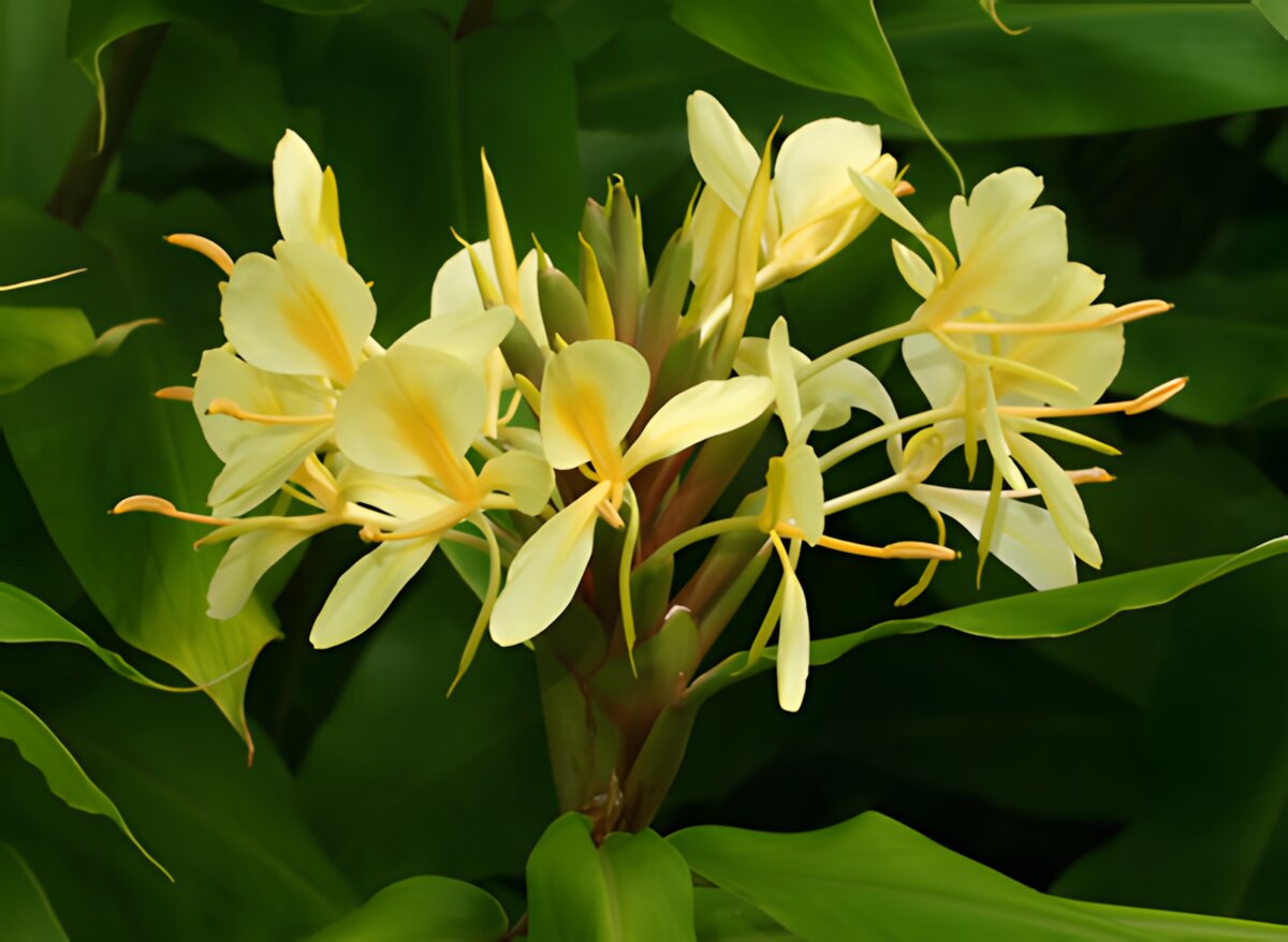 Yellow ginger root and flower