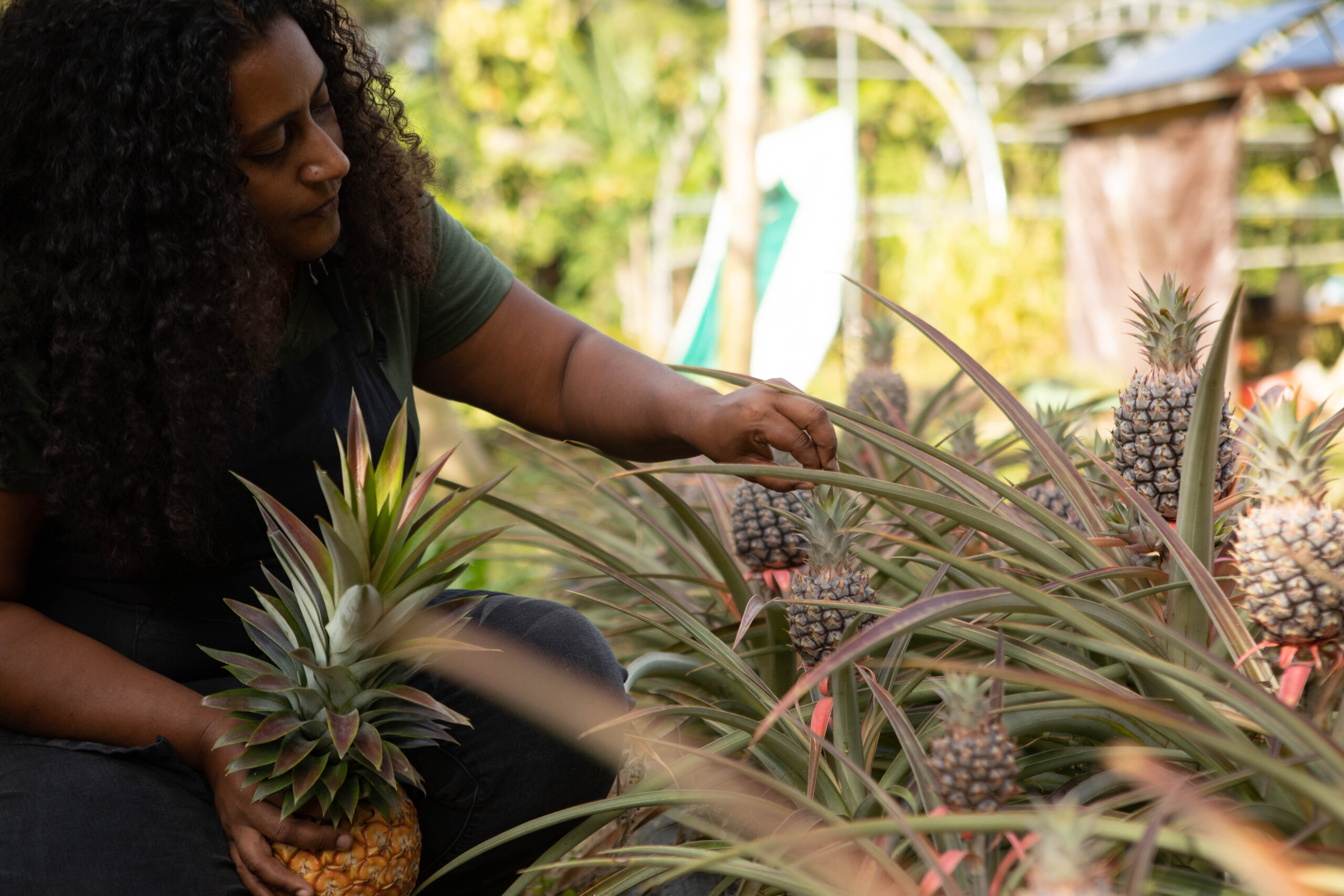 Inspecting pineapples