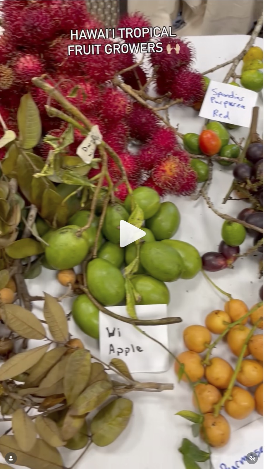 Slow Food Oahu on Instagram